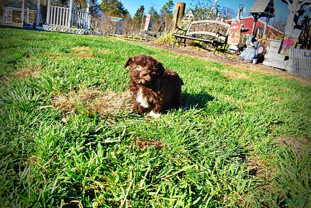 Havapoo dogs for sale: Sassy - Ad 15