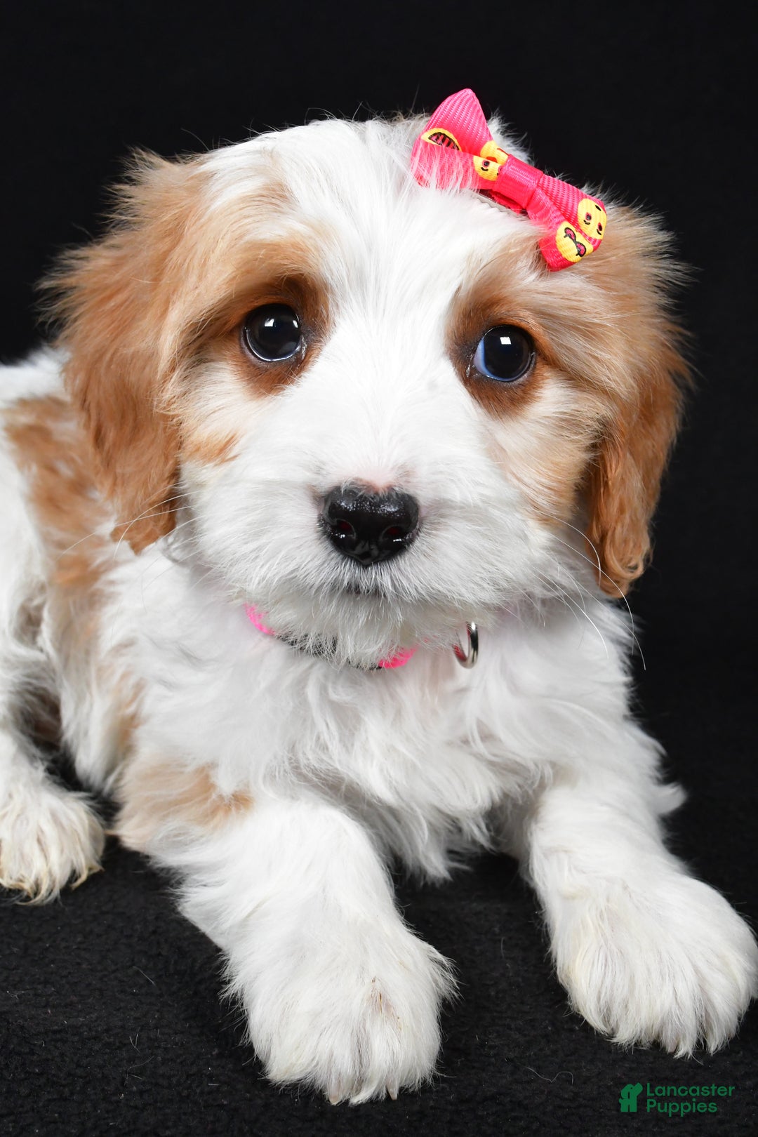 Cavapoo dogs for sale: Ellie - Ad 5