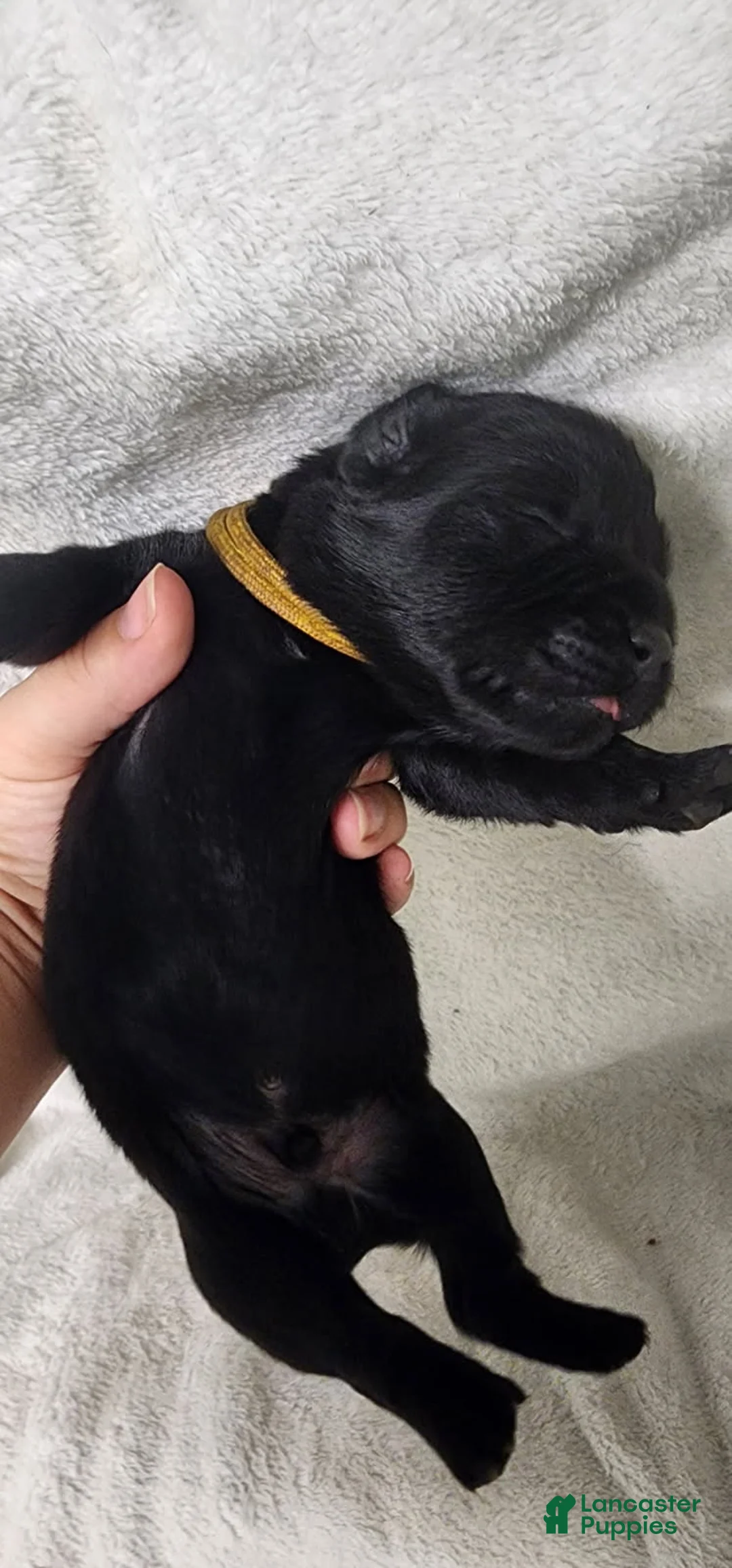 Newfoundland dogs for sale: Yellow - Ad 2