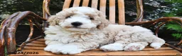 Mini Bernedoodle dogs for sale: Teddy - Ad 4