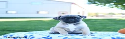 Jug dogs for sale: Autumn - Ad 1