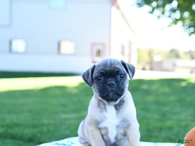 Jug dogs for sale: Autumn - Ad 1