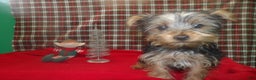 Yorkshire Terrier dogs for sale: Stewie - Ad 1