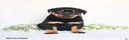 Rottweiler dogs for sale: Abby - Ad 5