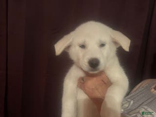 Gerberian Shepsky dogs Bailey Gerberian Shepsky Puppy 4 - Ad 16