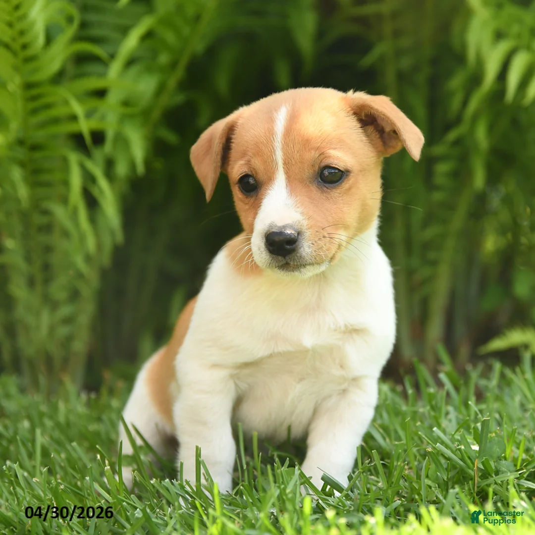 Mixed Breed dogs for sale: Daisy - Ad 3