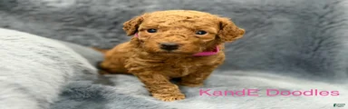 Mini Goldendoodle 6