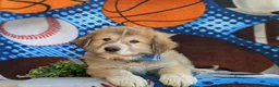 Mixed Breed dogs for sale: Mitchell - Ad 8