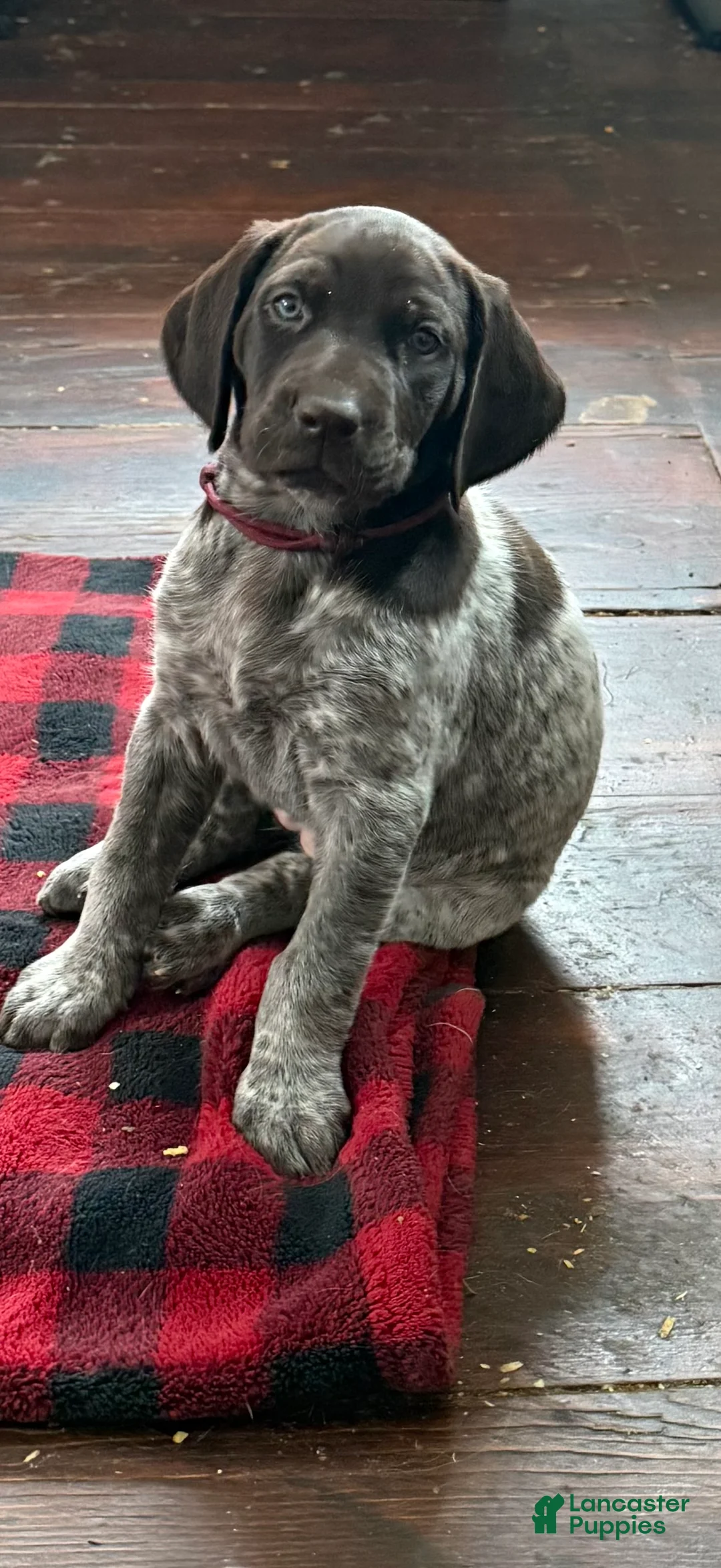 German Shorthaired Pointer dogs for sale: German Shorthaired Pointer Puppy 3 - Ad 1