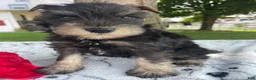 Miniature Schnauzer dogs for sale: Matilda - Ad 4