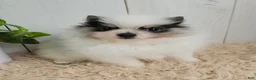 Pomeranian dogs for sale: Poppy - Ad 6