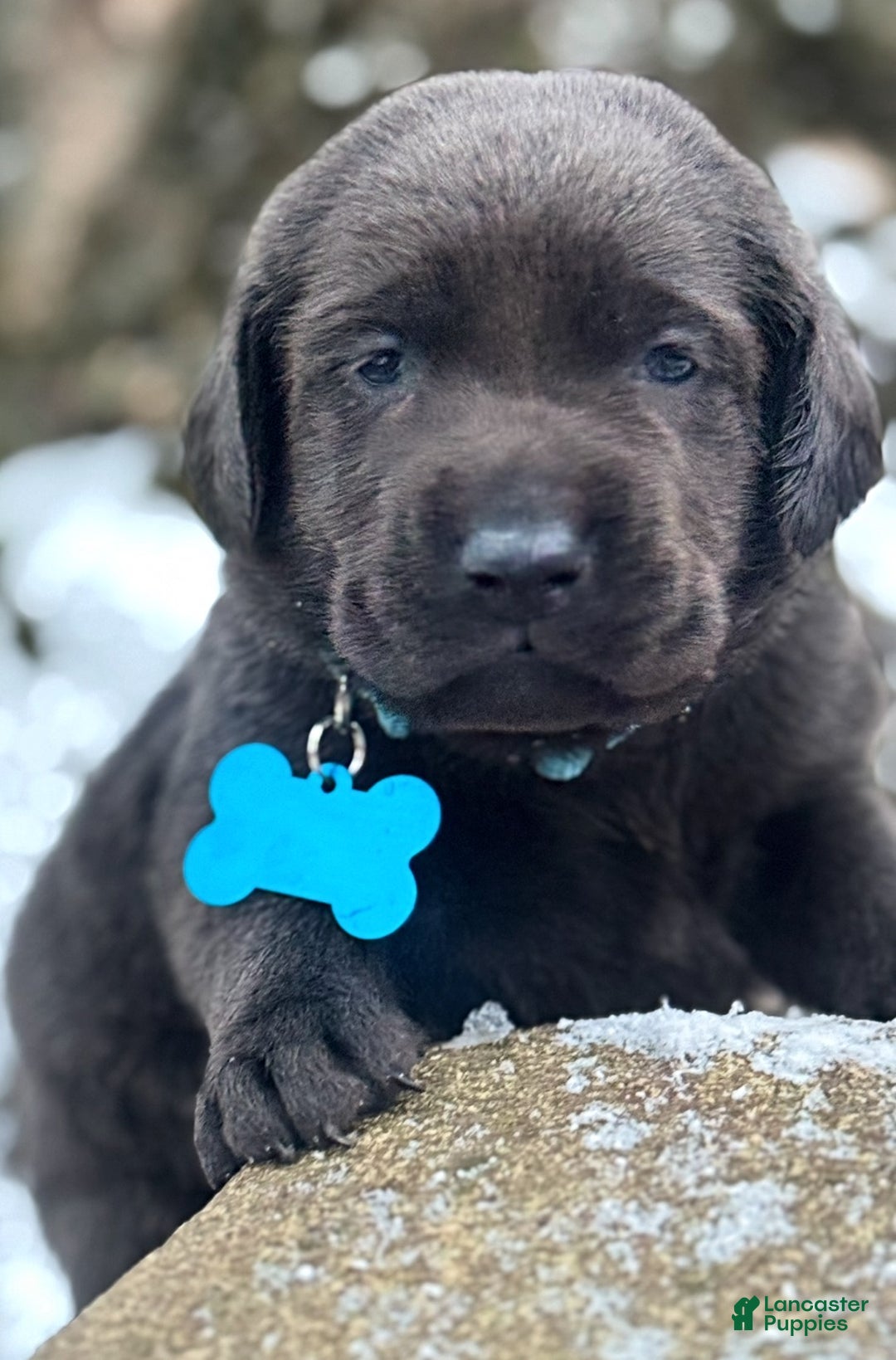 Labrador Retriever dogs for sale: Labrador Retriever Puppy 1 - Ad 6