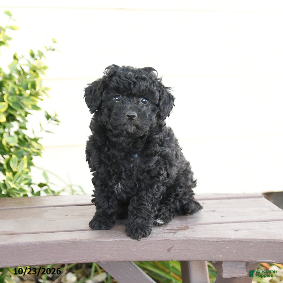 Miniature Poodle dogs for sale: Asher - Ad 1