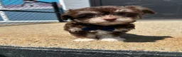 Havanese dogs for sale: Havanese 1 - Ad 2