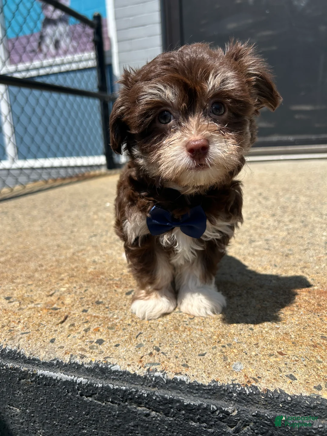 Havanese dogs for sale: Havanese 1 - Ad 2