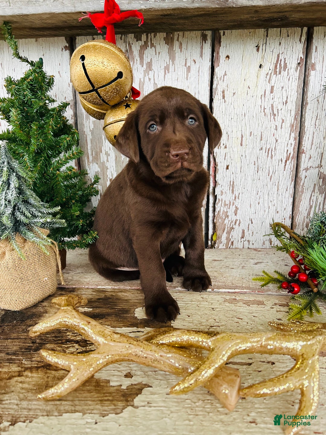 Labrador Retriever dogs for sale: Twinkle  - Ad 5