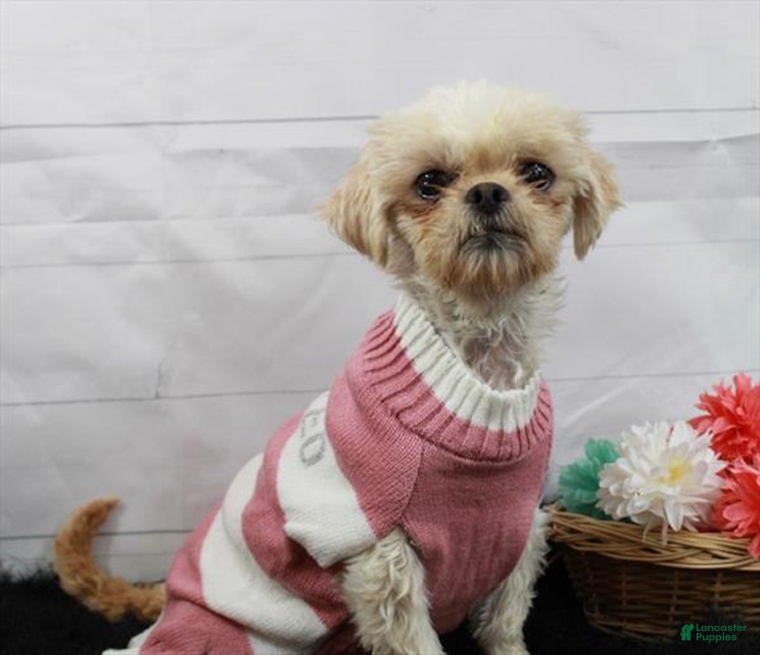 Shih Tzu dogs for sale: Shih Tzu Puppy 3 - Ad 4