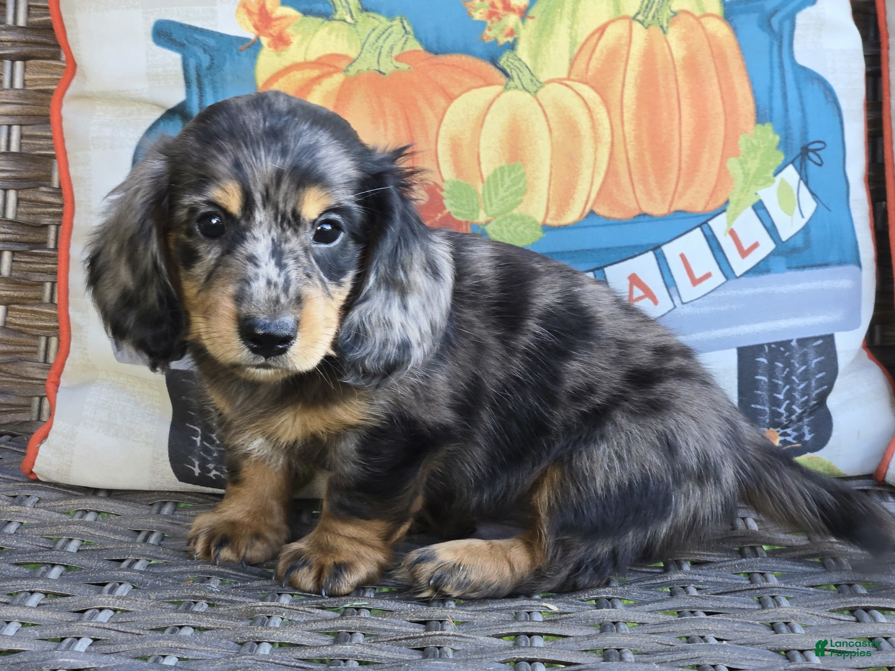 Miniature Dachshund dogs Drover - Ad 1