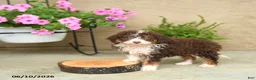 Mini Aussiedoodle dogs for sale: Penny - Ad 3