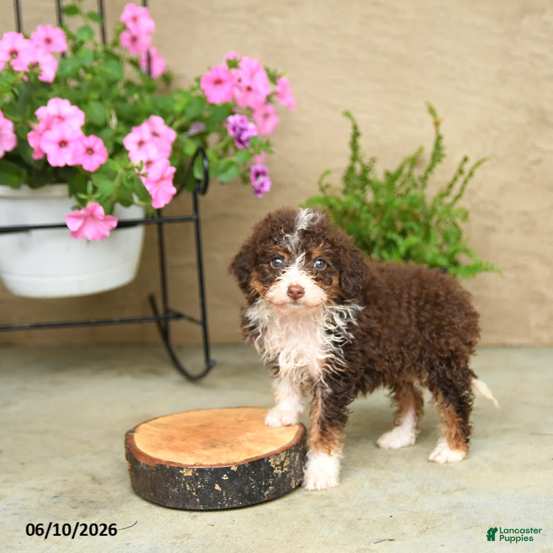 Mini Aussiedoodle dogs for sale: Penny - Ad 3
