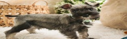 Miniature Schnauzer dogs for sale: Miles - Ad 10