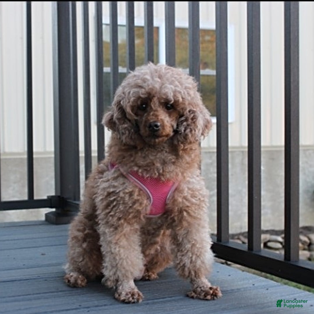 Toy Poodle dogs for sale: Pearl - Ad 14