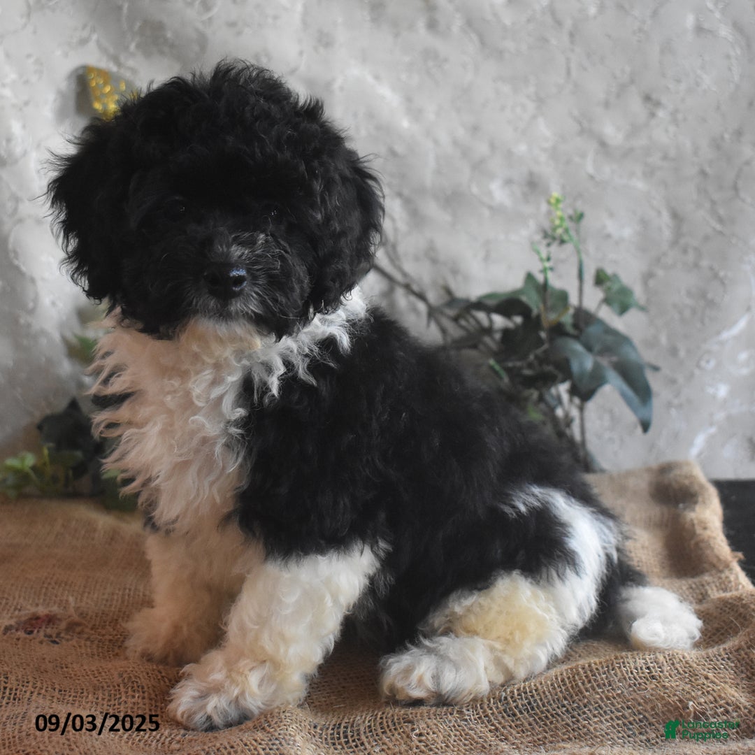 Cavapoo dogs for sale: Alisha - Ad 2