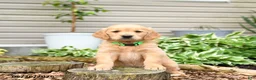 Golden Retriever dogs for sale: Gumpy - Ad 3