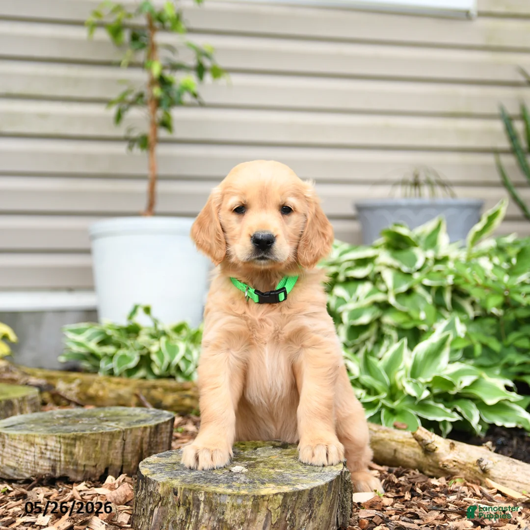 Golden Retriever dogs for sale: Gumpy - Ad 3