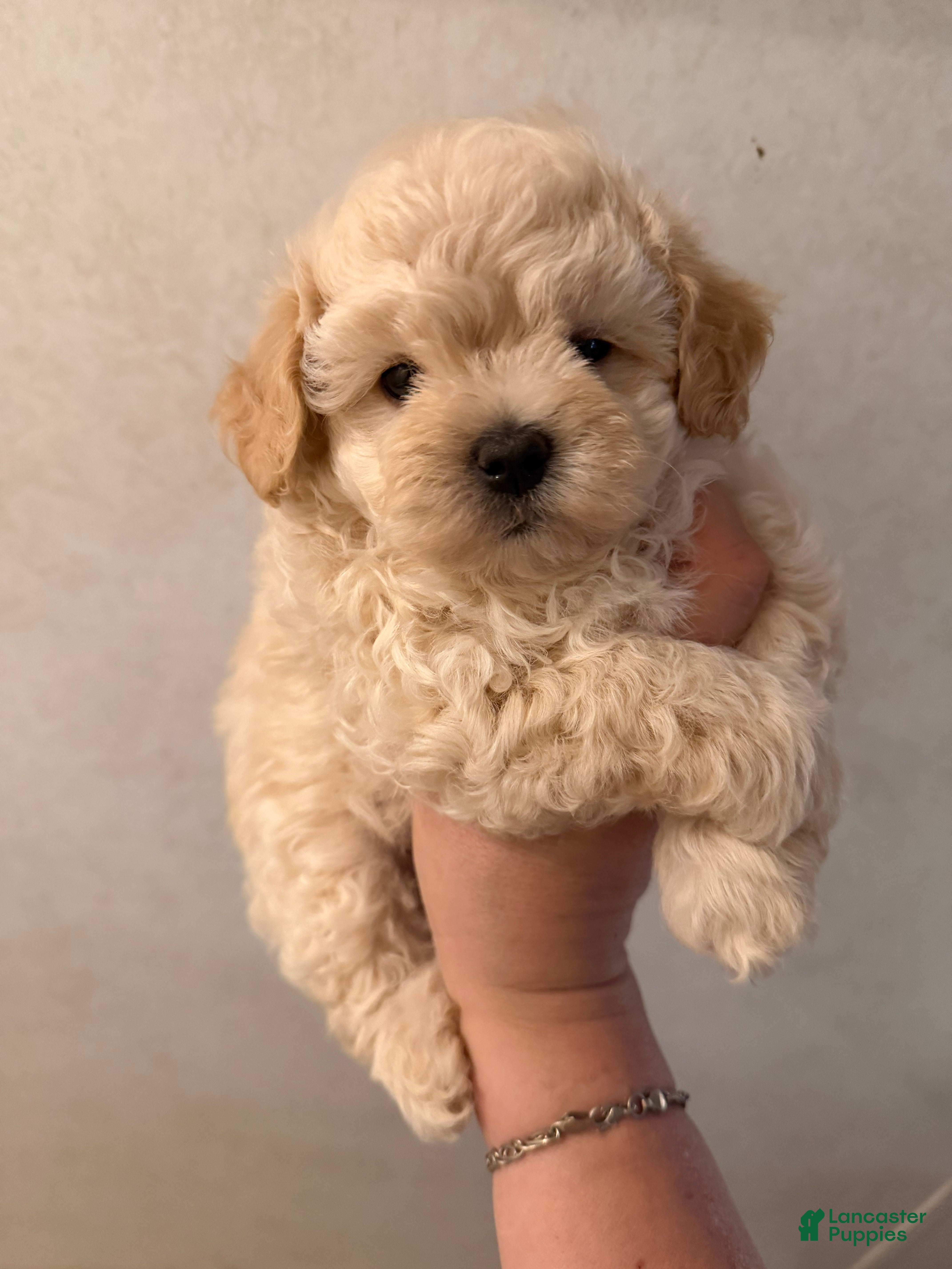 Maltipoo dogs Maltipoo Puppy 2 - Ad 35