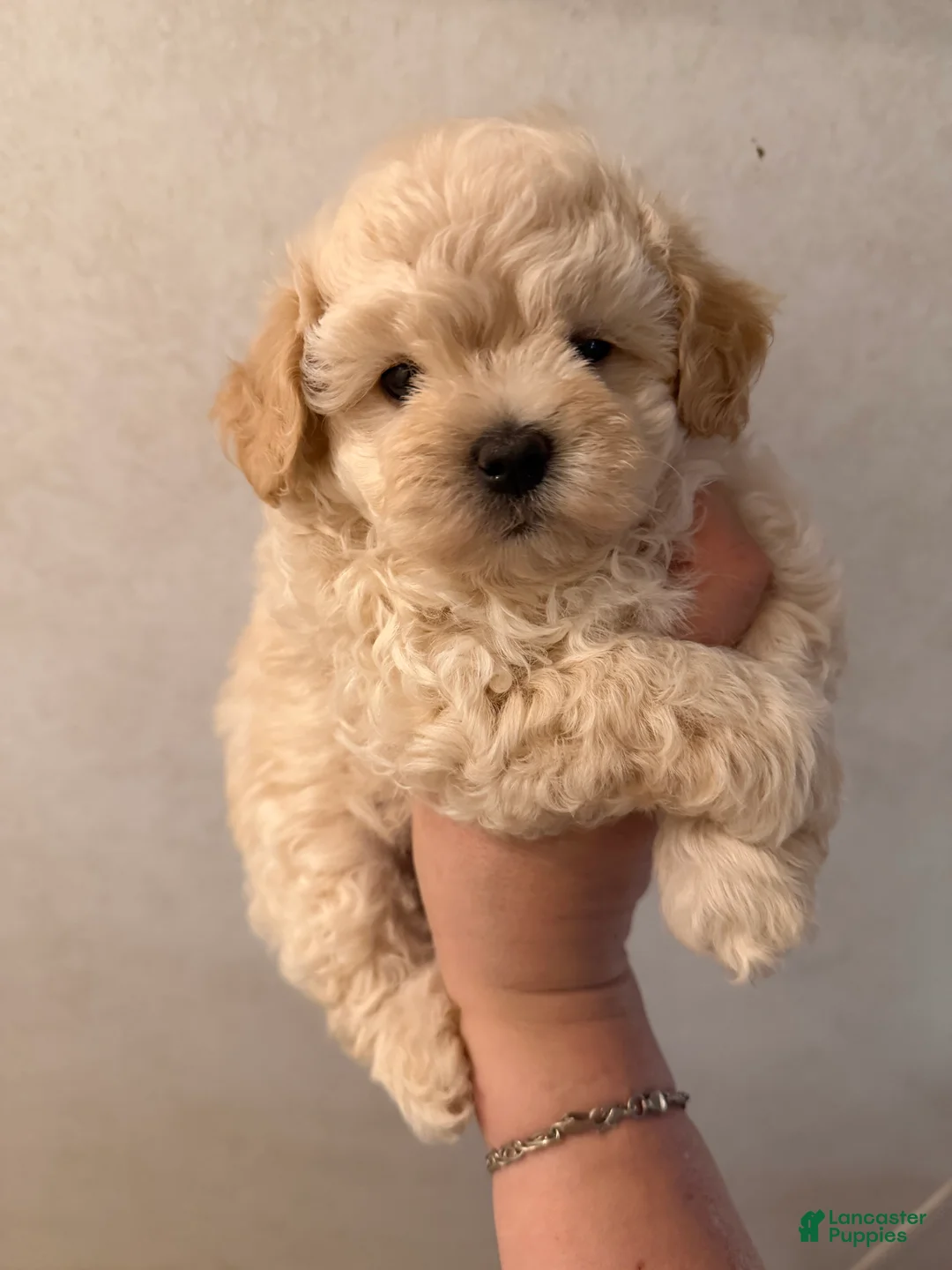 Maltipoo dogs for sale: Maltipoo Puppy 2 - Ad 1