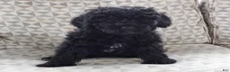 Mixed Breed dogs for sale: Mixed Breed Puppy 1 - Ad 2