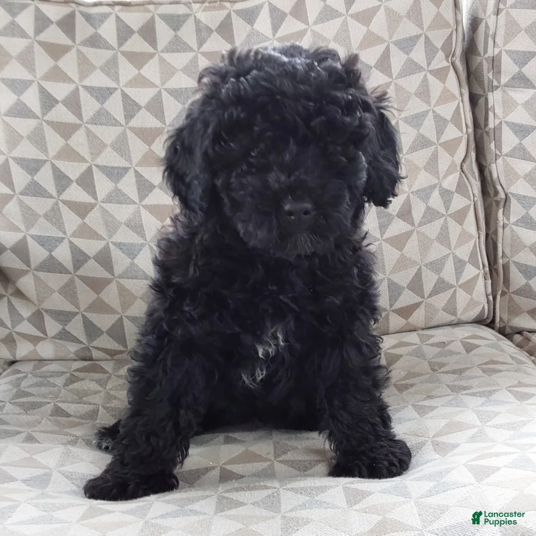 Mixed Breed dogs for sale: Mixed Breed Puppy 1 - Ad 2