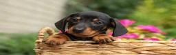 Miniature Dachshund dogs for sale: Houston🐾 - Ad 7