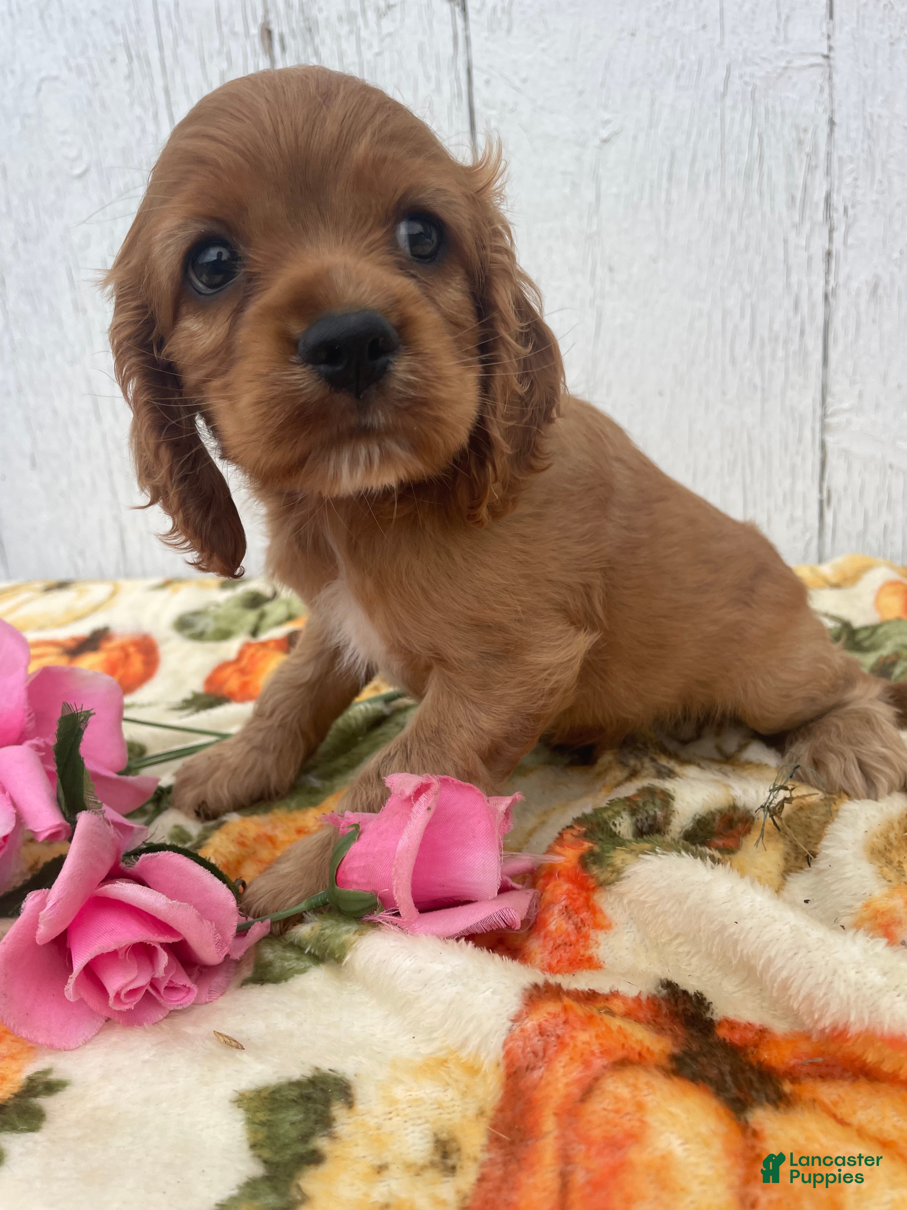 Cocker Spaniel dogs Niles - Ad 2