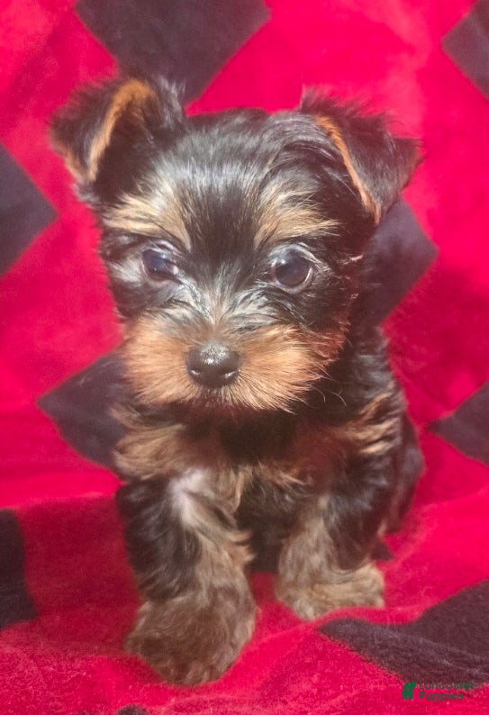 Yorkshire Terrier dogs Sampson  - Ad 1