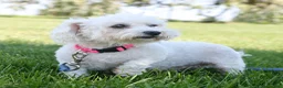 Teddy Bear dogs for sale: Chad Teddy Bear  - Ad 4