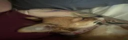 Chihuahua dogs for sale: Chihuahua 3 - Ad 6