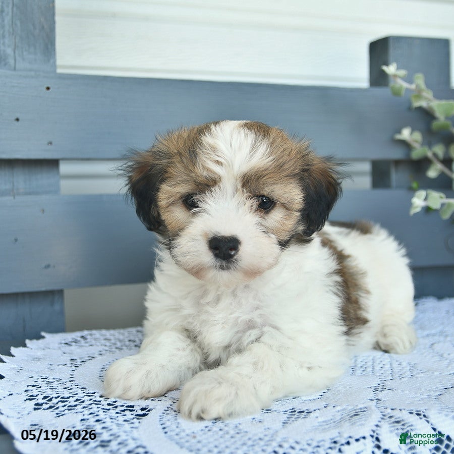 Havanese dogs Duke  - Ad 2