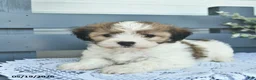 Havanese dogs for sale: Duke  - Ad 2