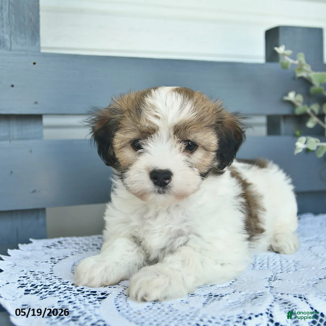 Havanese dogs for sale: Duke  - Ad 2