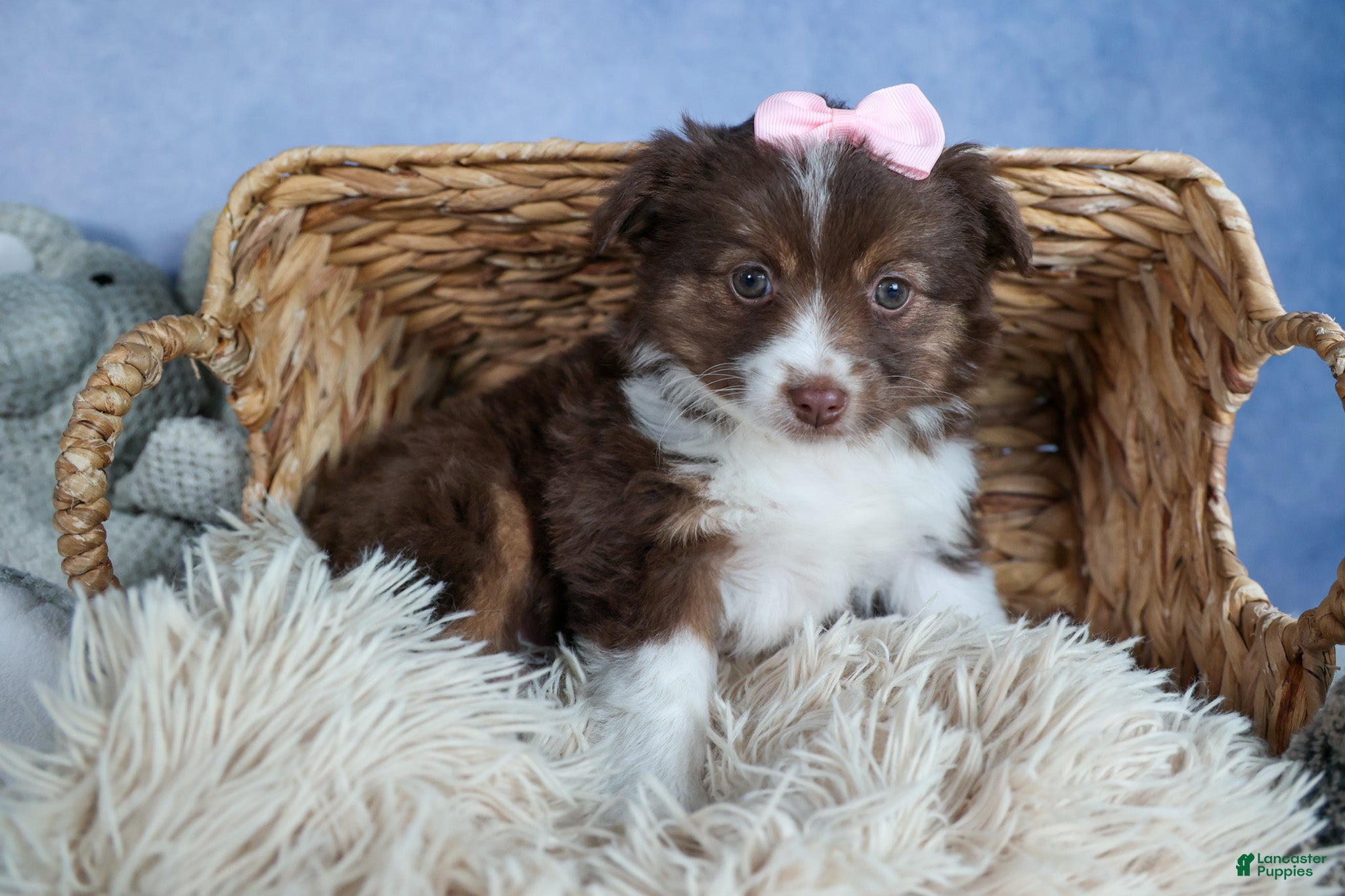 Miniature Australian Shepherd dogs ELLIE - Ad 2