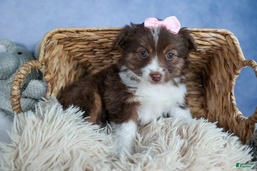 Miniature Australian Shepherd dogs for sale: ELLIE - Ad 2