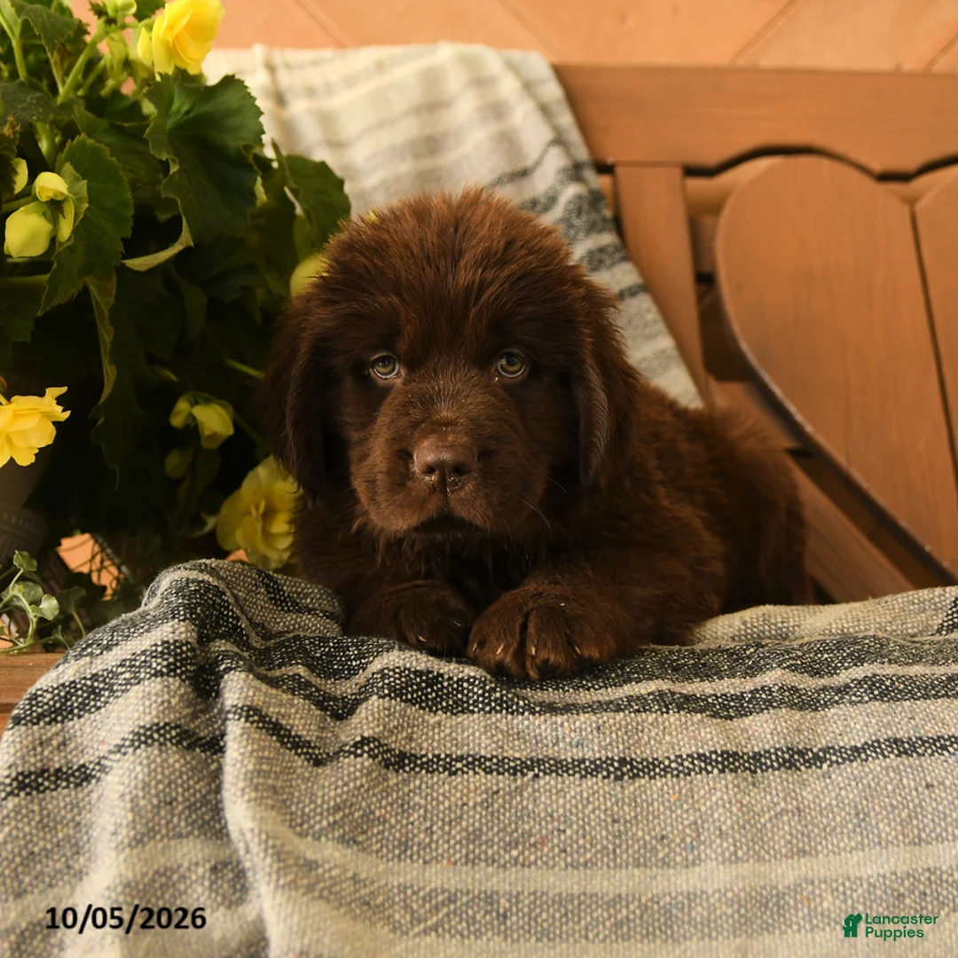 Newfoundland dogs for sale: Mint - Ad 3