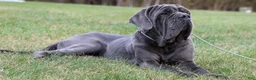 Neapolitan Mastiff dogs for sale: Neapolitan Mastiff Puppy 2 - Ad 8