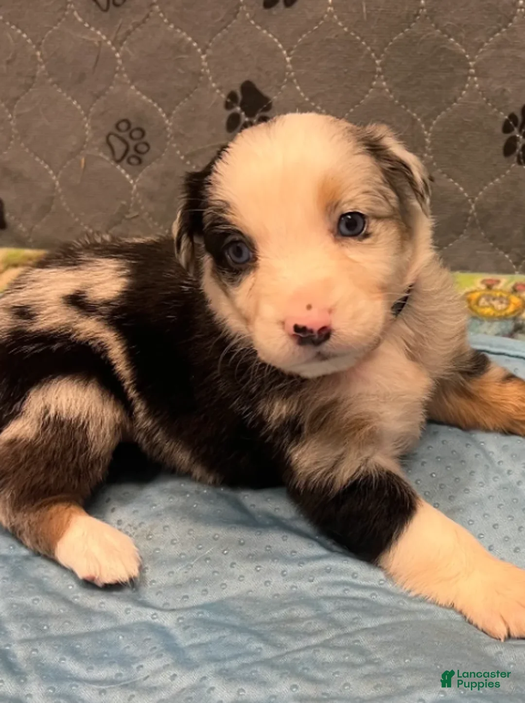 Australian Shepherd dogs for sale: Lainey - Ad 2