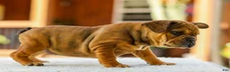 French Bulldog dogs for sale: Olive – Fawn Brindle/White - Ad 9