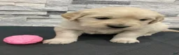 Golden Retriever dogs for sale: Golden Retriever Puppy 4 - Ad 3
