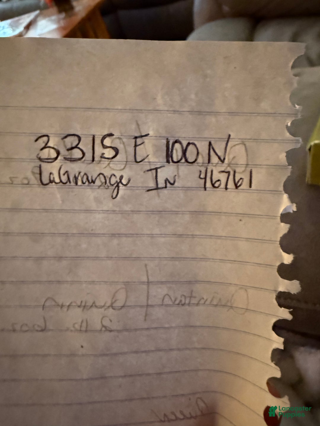 English Bulldog dogs for sale: Otto - Ad 6