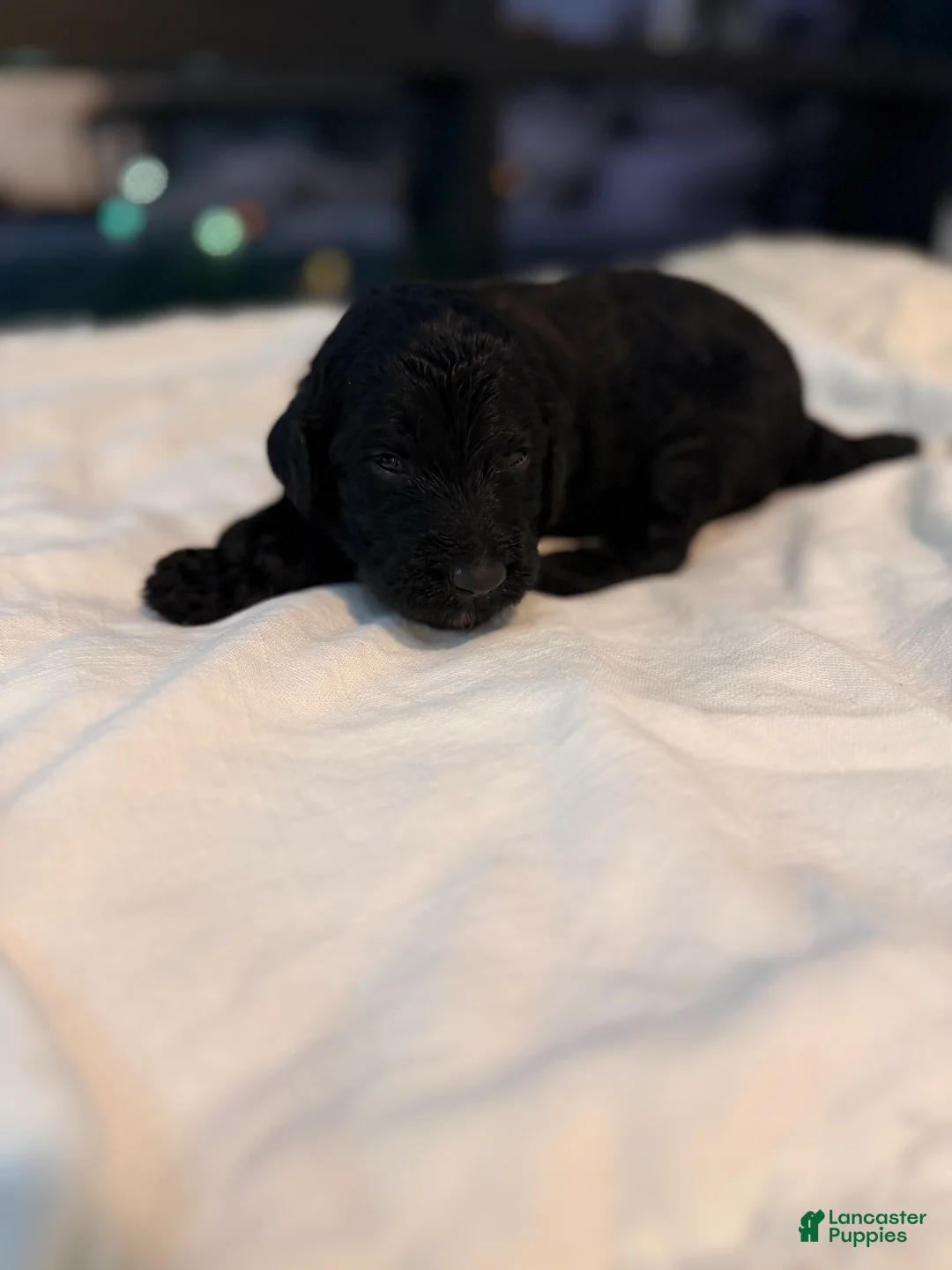 Double Doodle dogs for sale: Jasper - Ad 2